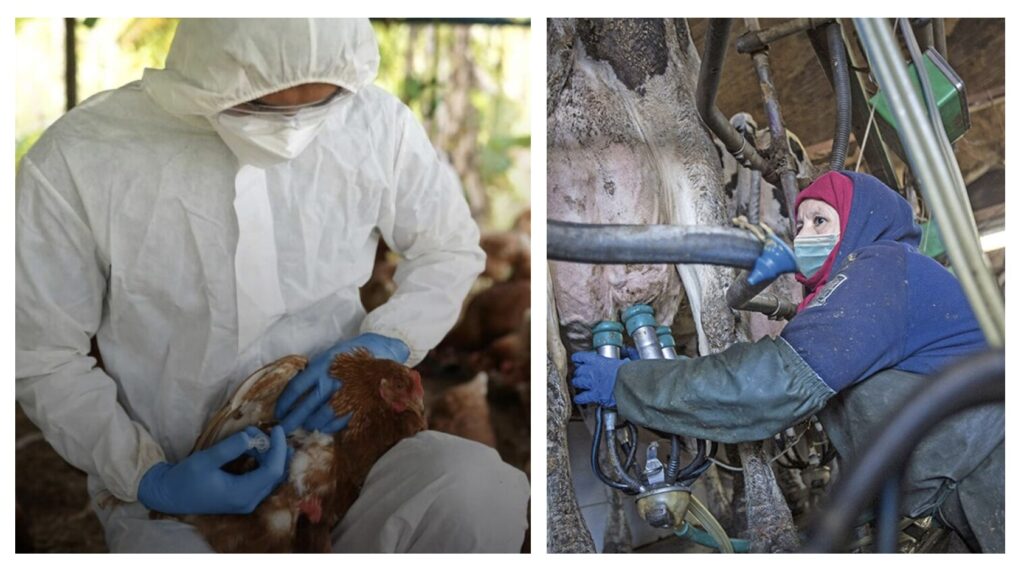 Six Agricultural Workers Infected with Avian Flu in Northeast Colorado Seis trabajadores agrícolas contagiados con gripe aviar en noreste de Colorado